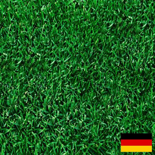 Газонная трава из Германии