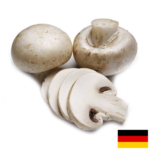 Грибок из Германии