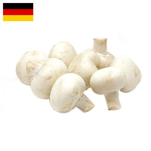 Грибы белые из Германии