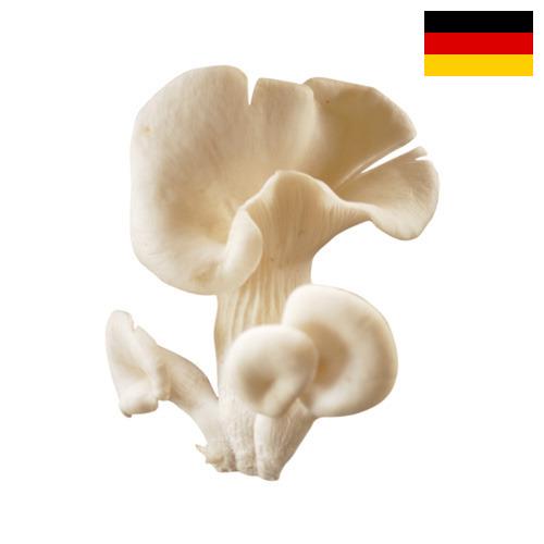 грибы вешенки из Германии