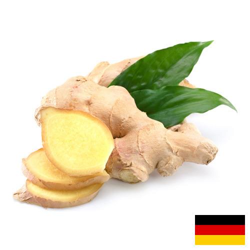 Имбирь из Германии