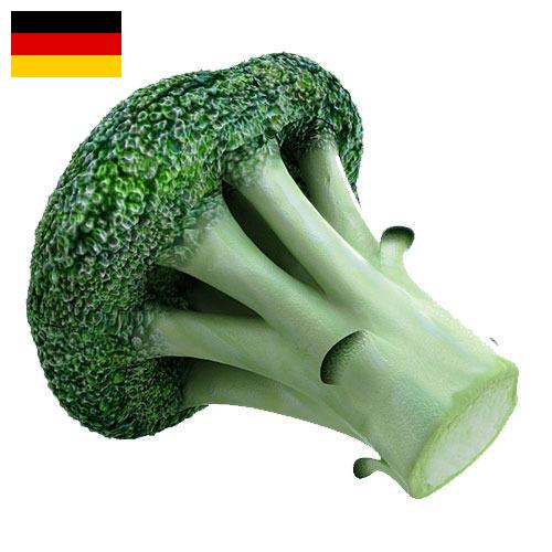 Капуста брокколи из Германии