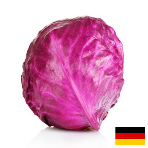 Капуста краснокочанная из Германии