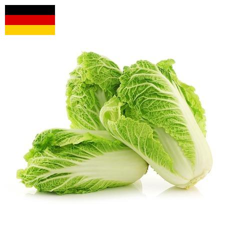 капуста пекинская из Германии