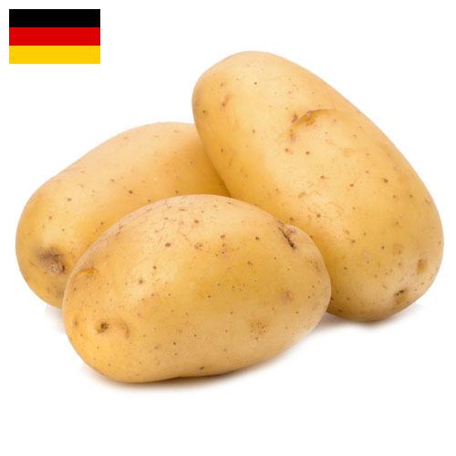 картошка из Германии