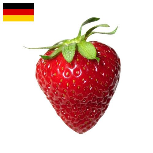Клубника из Германии