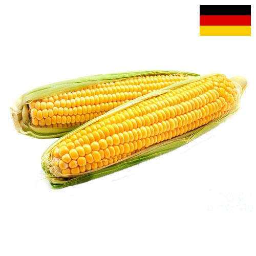 Кукуруза из Германии