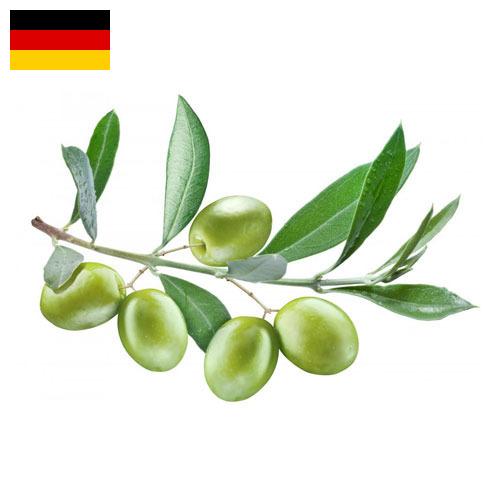 маслины оливки из Германии
