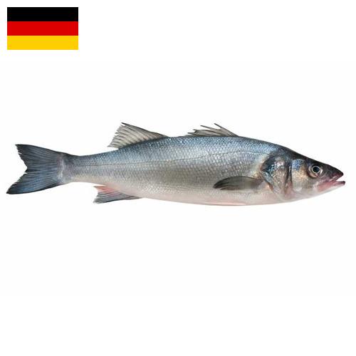 Окунь морской из Германии