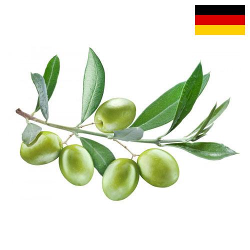 Оливки из Германии