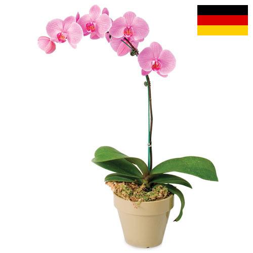 Орхидеи из Германии