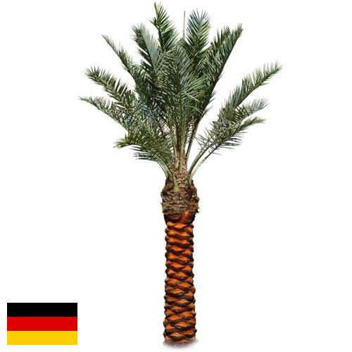 Пальмы из Германии