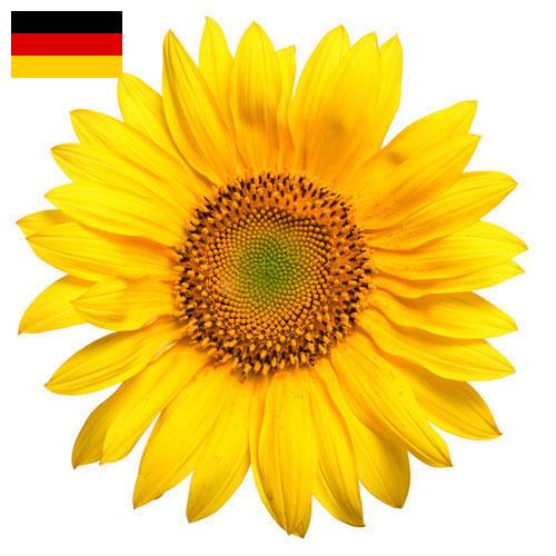 Подсолнечник из Германии