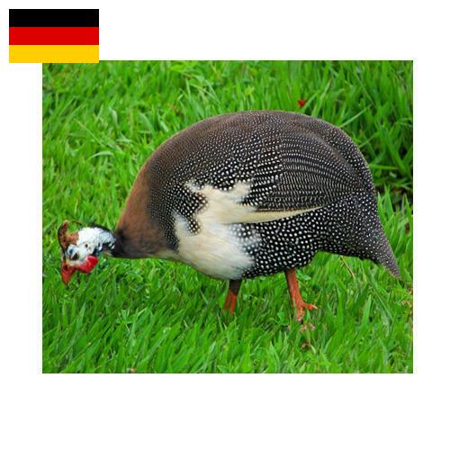 птица из Германии