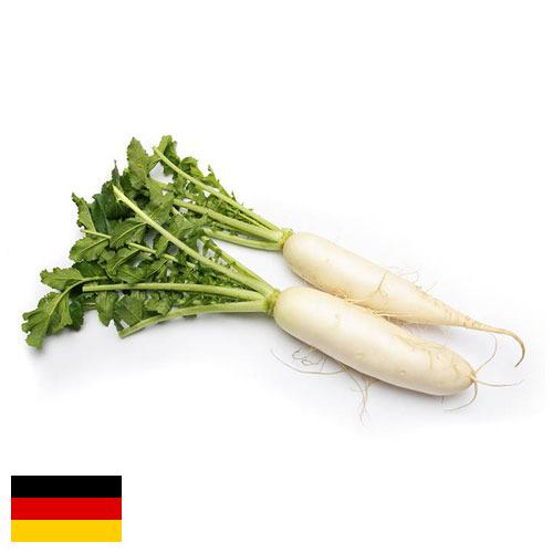 редиска из Германии