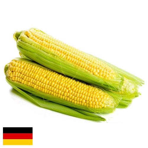 Сахарная кукуруза из Германии