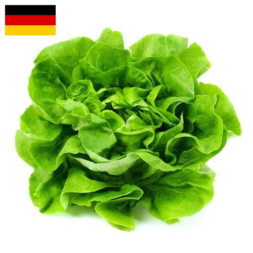 Салат латук из Германии
