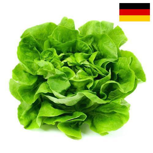 салат из Германии