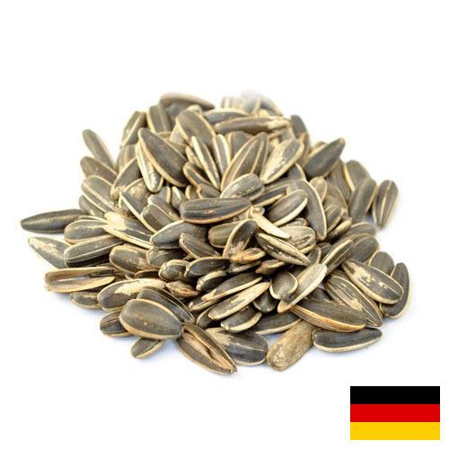 Семена подсолнечника из Германии