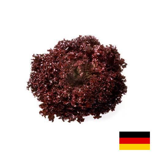 Семена салата из Германии