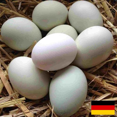 субпродукты птицы из Германии
