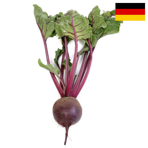 Свекла столовая из Германии