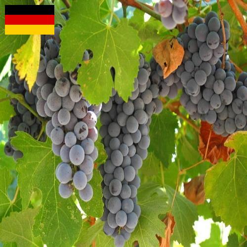 вино виноградное из Германии