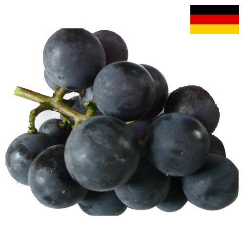 виноград столовый из Германии