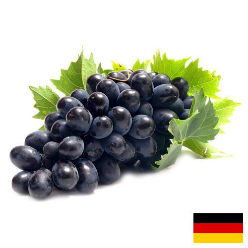 Виноград из Германии