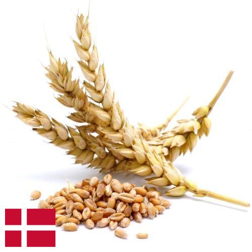 Пшеница из Дании
