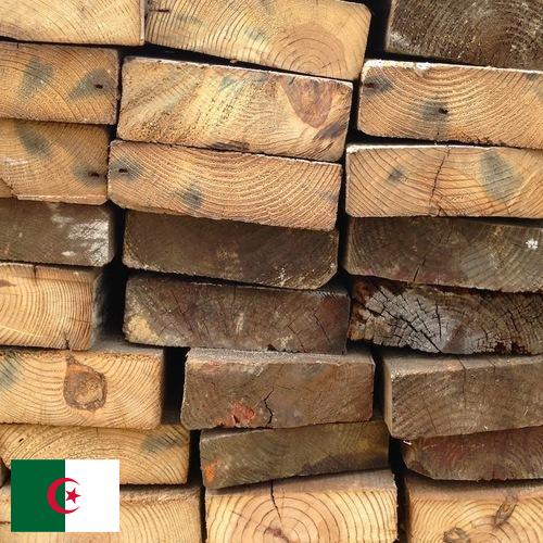 дерево из Алжира