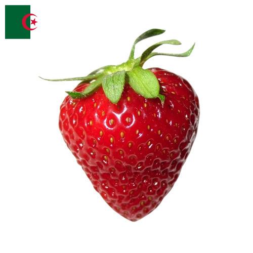 Клубника из Алжира