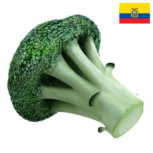 брокколи из Эквадора