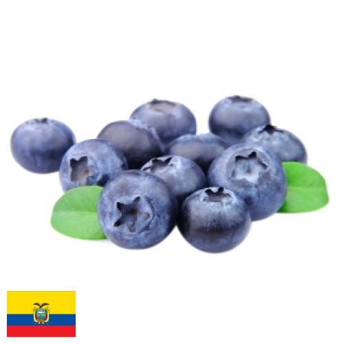 Черника из Эквадора