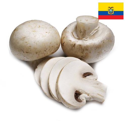 Грибы из Эквадора