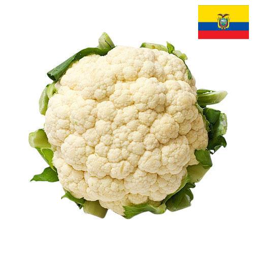 Капуста цветная из Эквадора