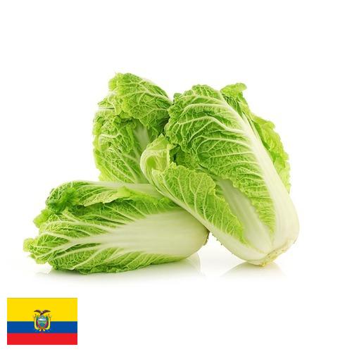 Капуста китайская из Эквадора