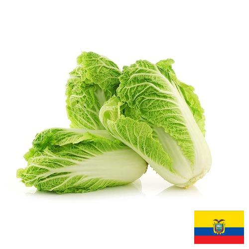 капуста пекинская из Эквадора