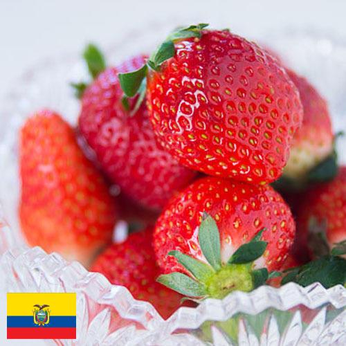клубника замороженная из Эквадора