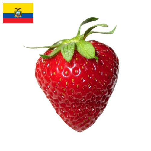 Клубника из Эквадора