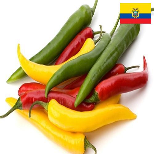 Перец чили из Эквадора