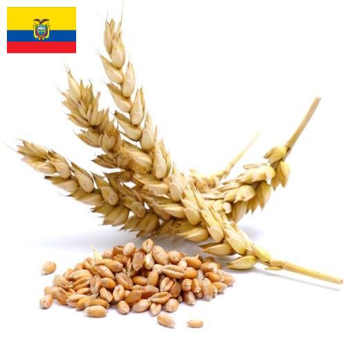 Пшеница из Эквадора