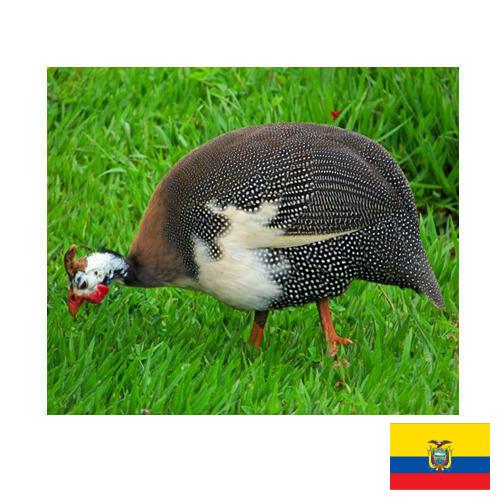 птица из Эквадора