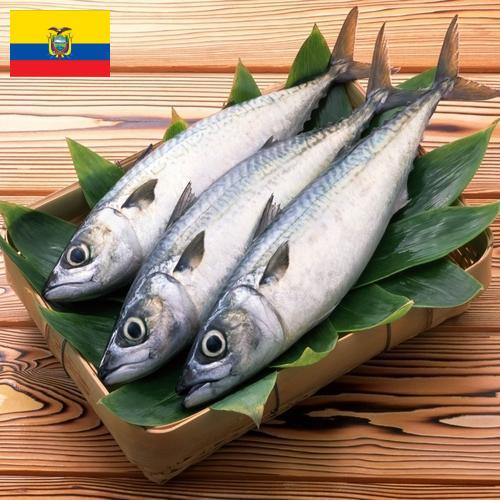 рыба свежая из Эквадора