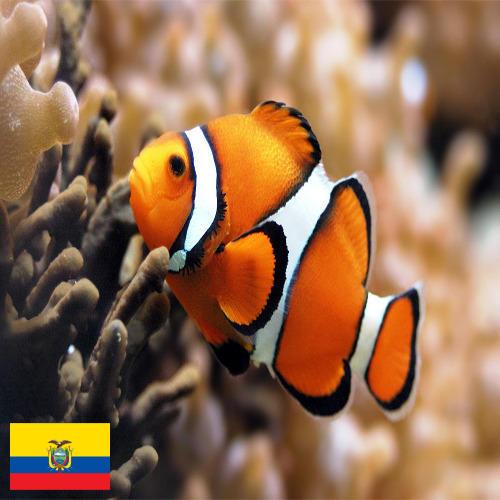 рыба из Эквадора