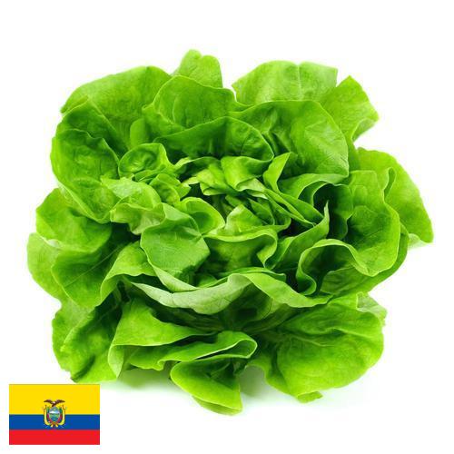 салат из Эквадора