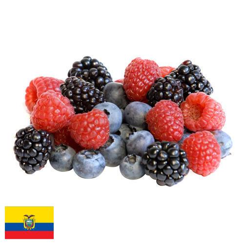 Ягоды замороженные из Эквадора