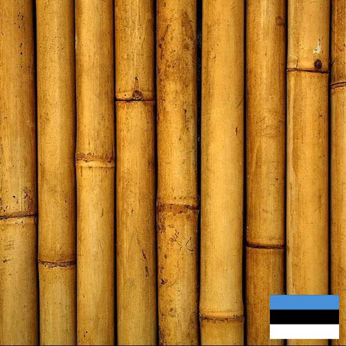 Бамбук из Эстонии