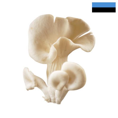 грибы вешенки из Эстонии