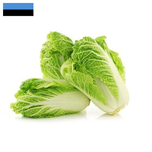 Капуста китайская из Эстонии